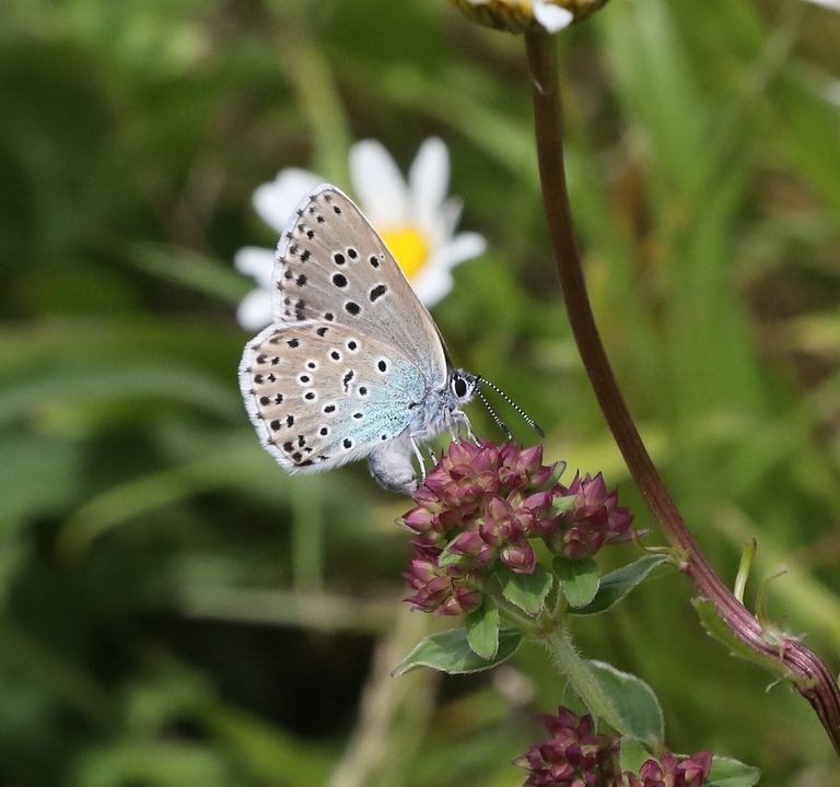 Una specie di farfalla è tornata sui prati inglesi, era estinta dal 1979