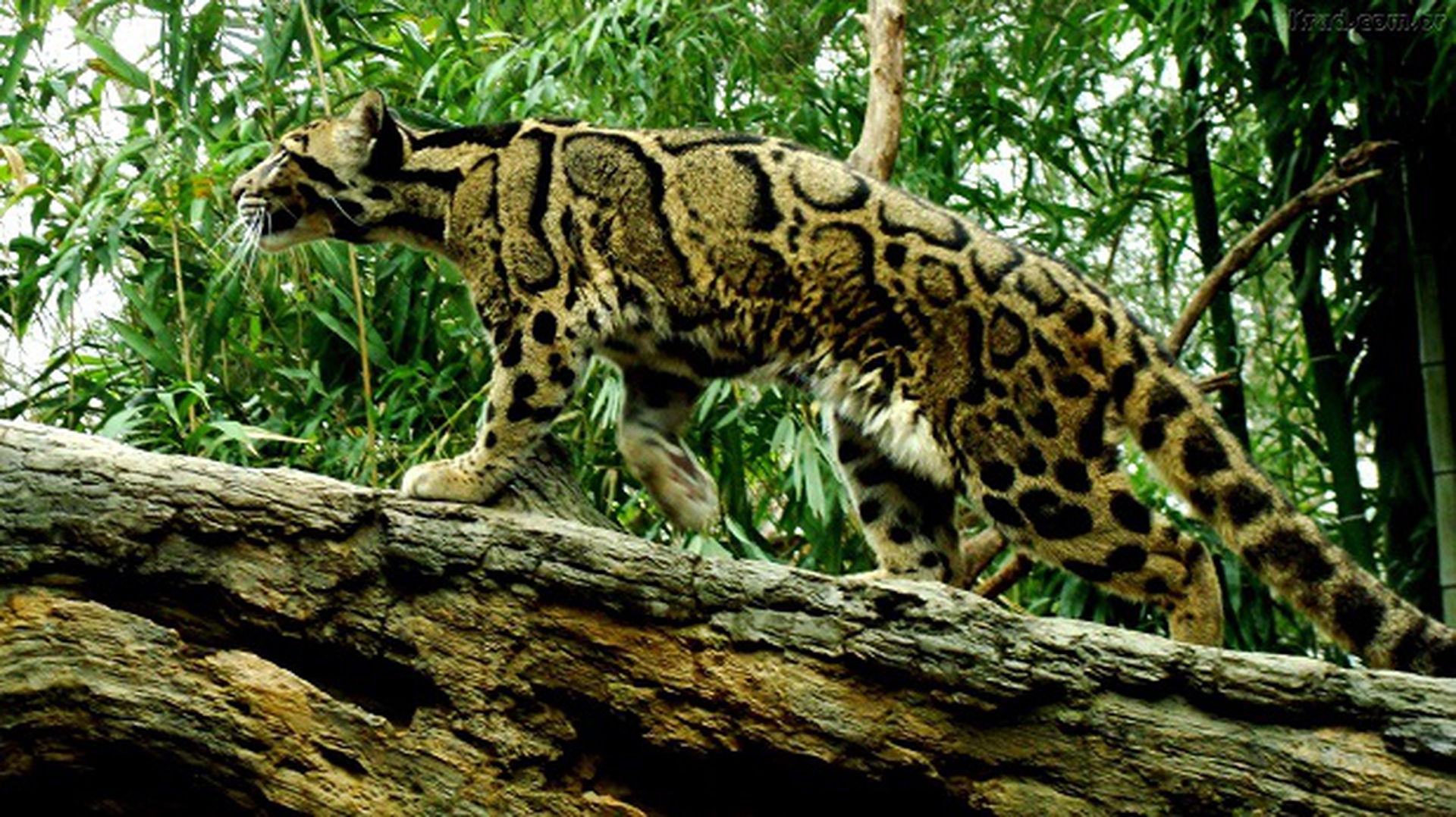 Leopardo nebuloso