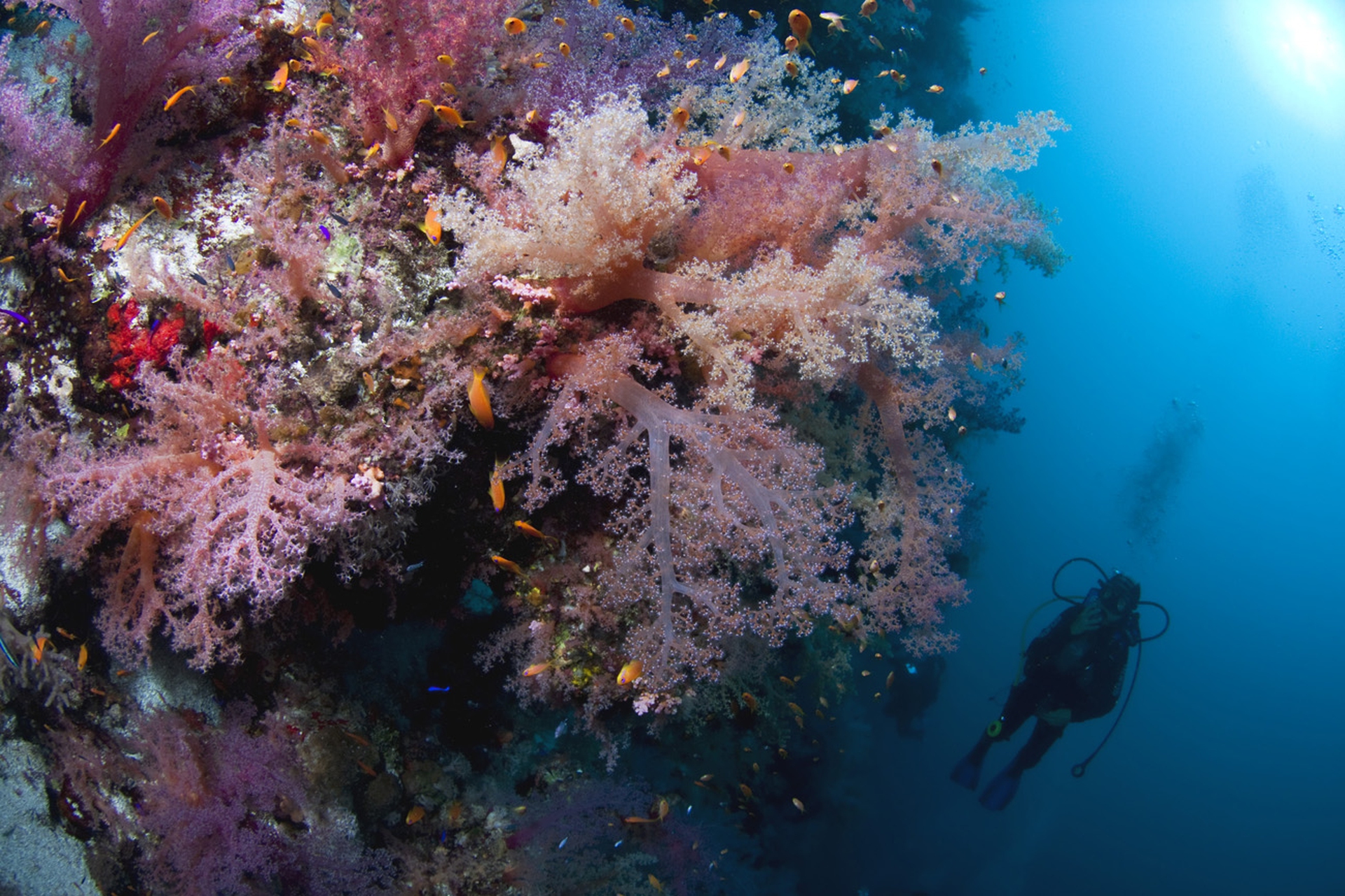 Alcionari sulla barriera corallina