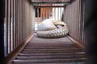Laos, the ups and downs of the illegal wildlife trade in a Chinese-controlled special economic zone