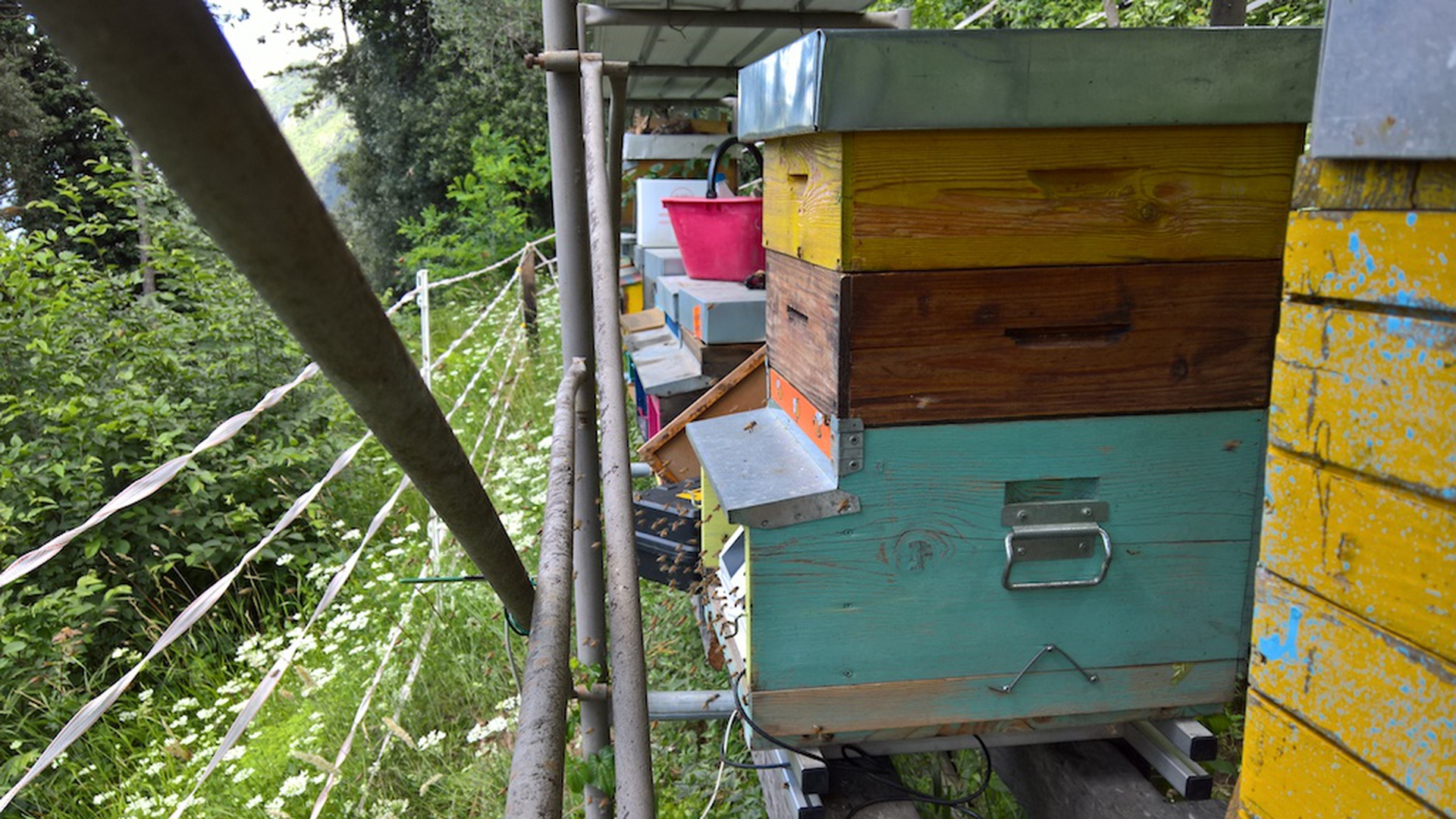 Biomonitoraggio Melixa ad Avio