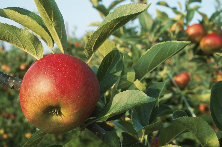 mele pesticidi miele