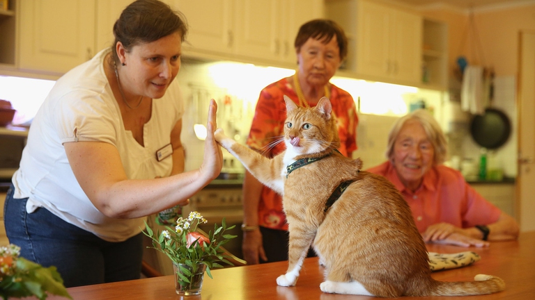 pet therapy gatto anziani