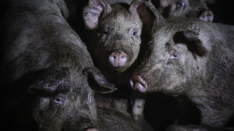 un gruppo di maiali in un allevamento intensivo dove si teme possa avvenire una mutazione del coronavirus