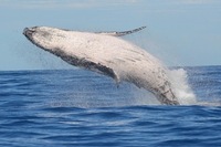 L’Australia ha tolto le megattere dalla lista delle specie a rischio