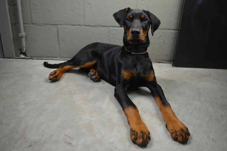 dobermann