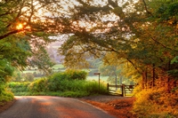 Trees in urban areas help reduce stress