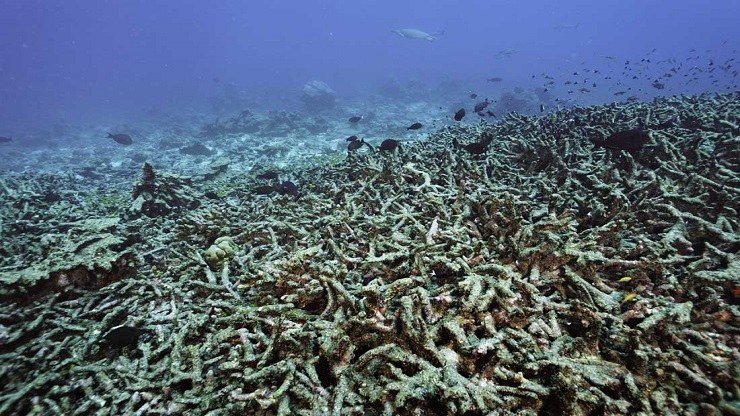 Cosa succede ai pesci con il riscaldamento globale - LifeGate