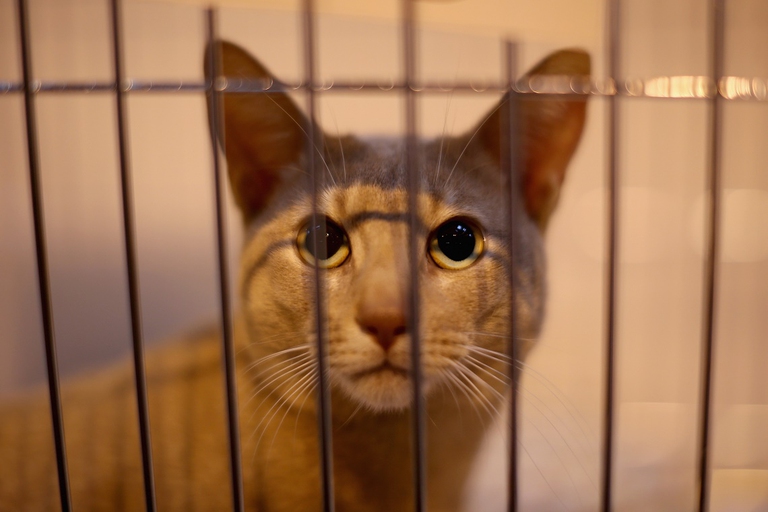 Burmese in un trasportino