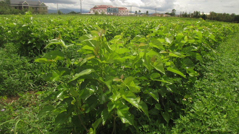 Mulberry leaves on the plant