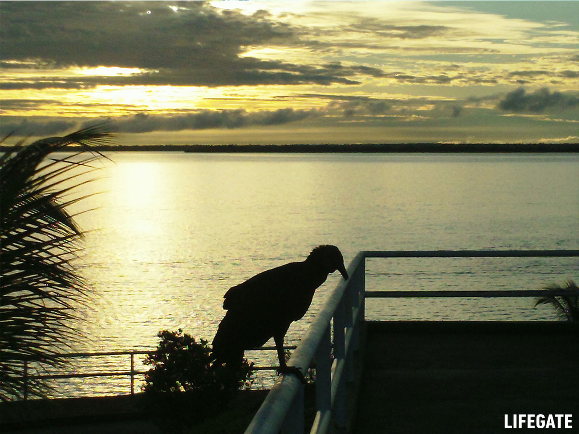 Foreste in piedi 2017