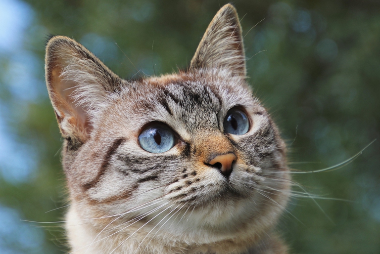 gatto primo piano