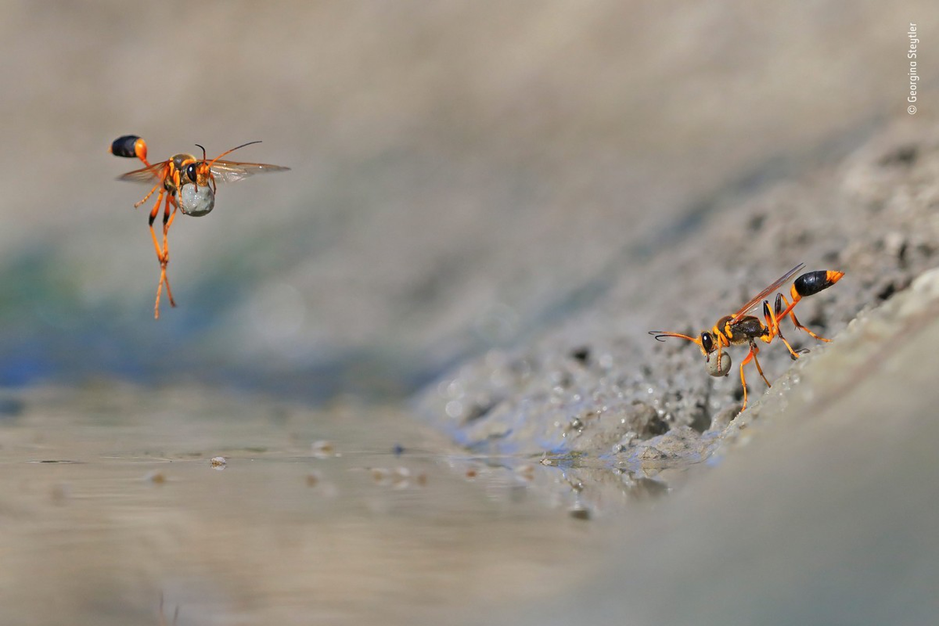 Georgina Steytler - Wildlife Photographer of the Year 2018