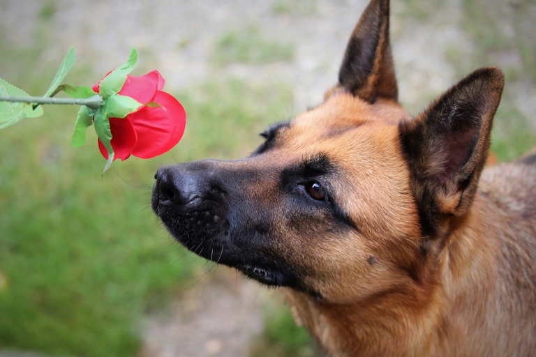 dog smelling a rose