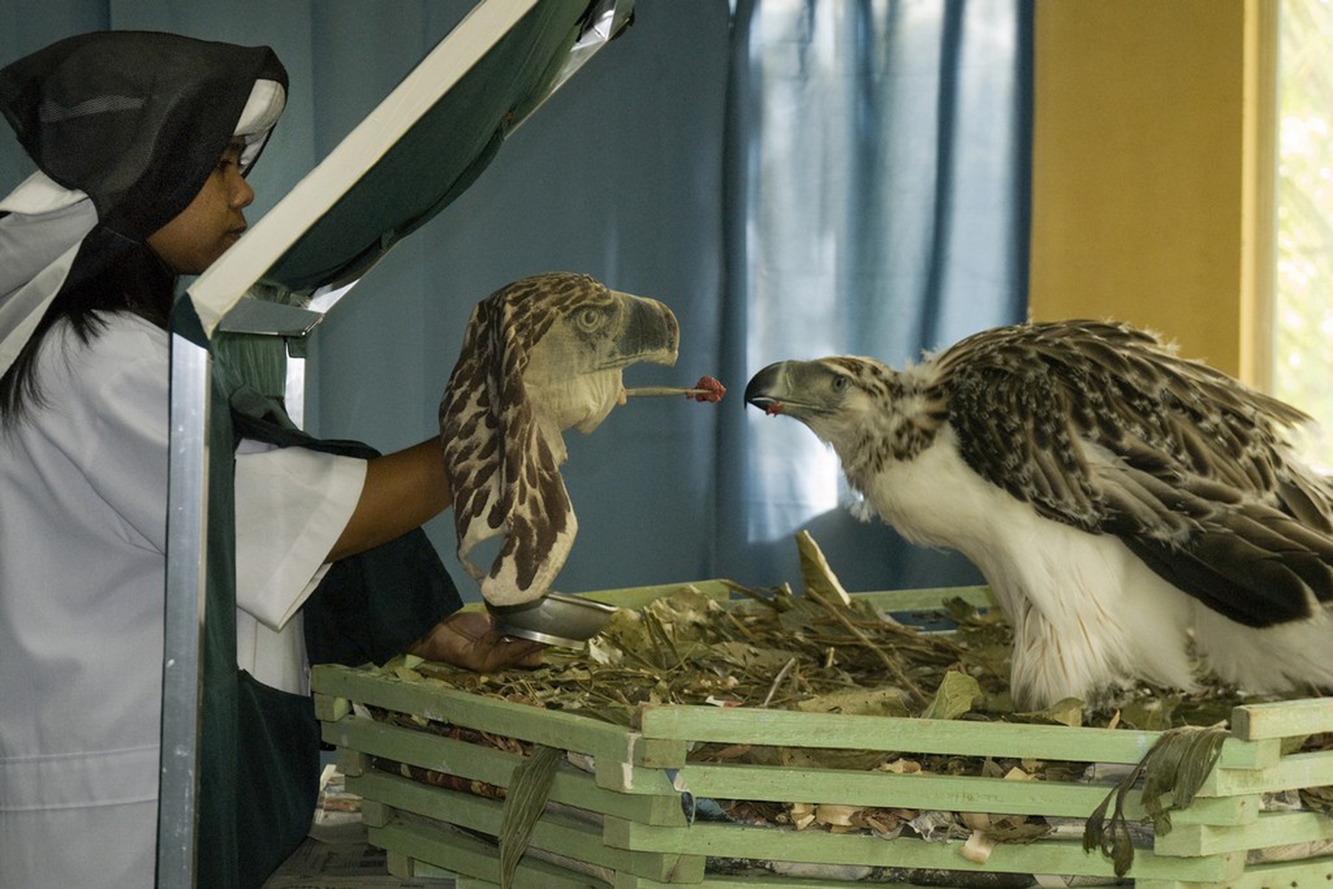 Woman feeding eagle – Photographers against wildlife crime