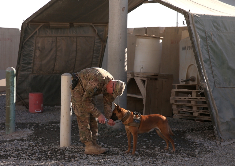 La verità sui cani rimasti in Afghanistan dopo il ritiro delle truppe statunitensi