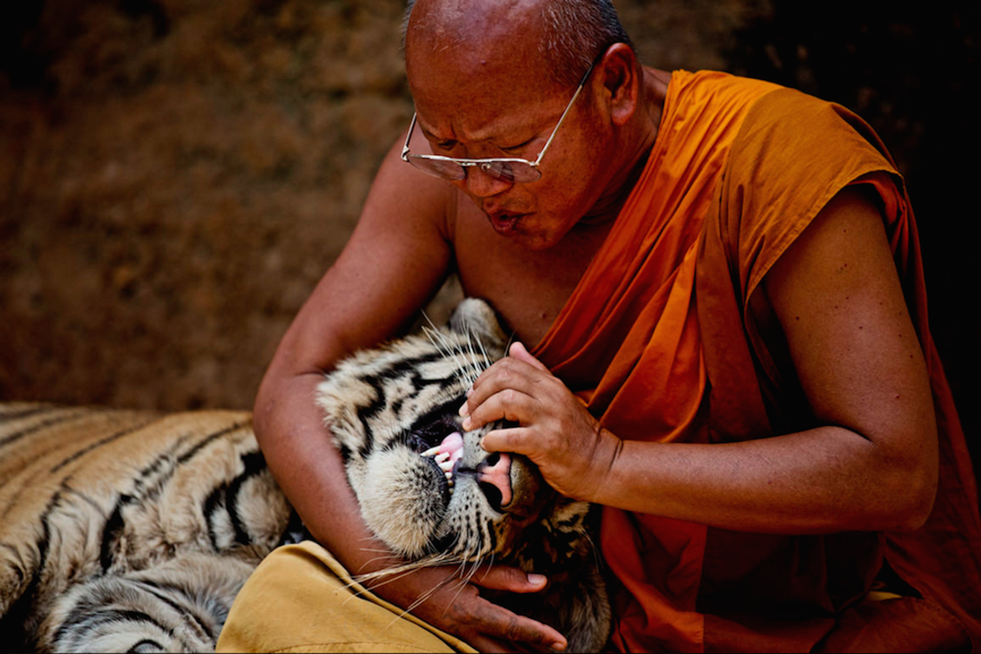 19 tiger-with-monk