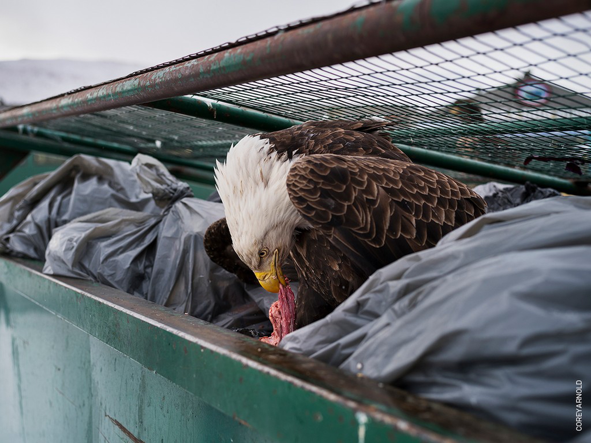 Dumpster Diver, Corey Arnold – World Press Photo 2018