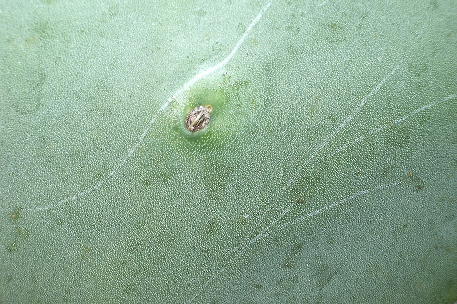 Grazie ai cactus, le auto a idrogeno saranno più leggere ed efficienti