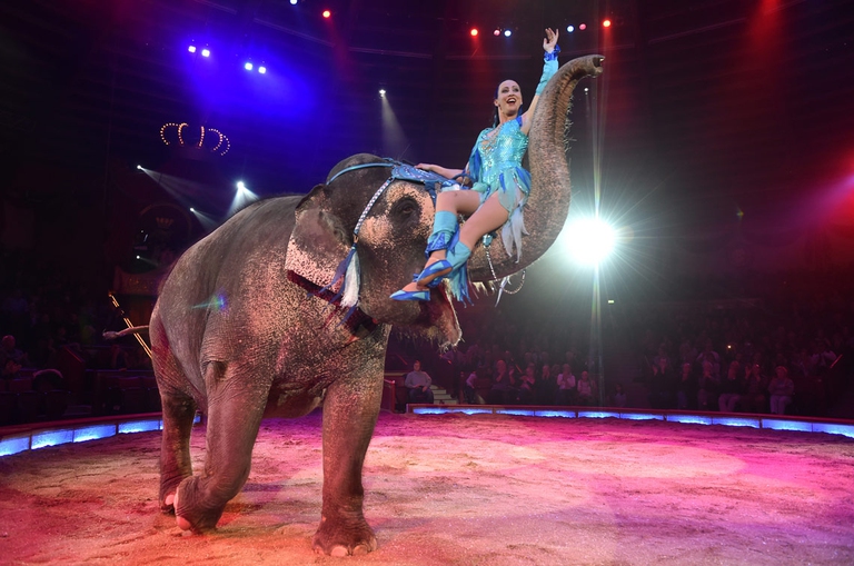 circense seduta su proboscide di elefante durante gli spettacoli nei circhi
