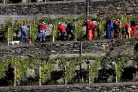 Sciúr, dalla Valtellina un vino sostenibile e responsabile