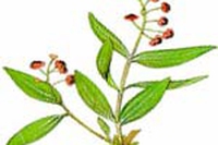 Olivello spinoso