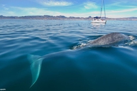 La balenottera azzurra della California è fuori pericolo