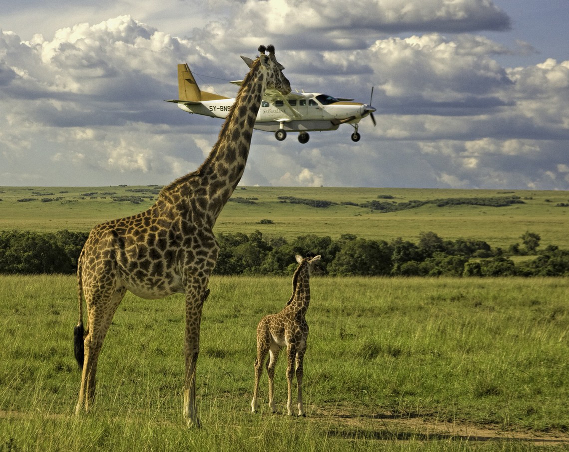Outsourcing seatbelt check di Graeme Guy – Comedy wildlife photography awards