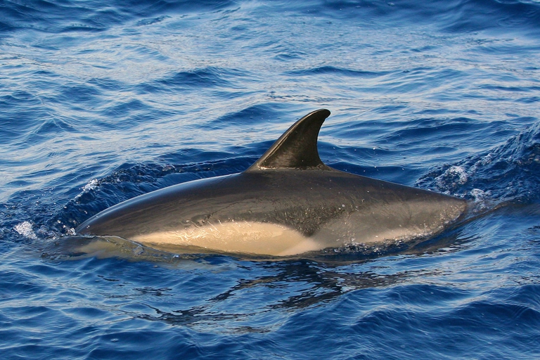 Delfino comune