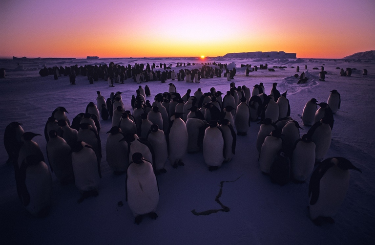 penguins ross sea antarctica