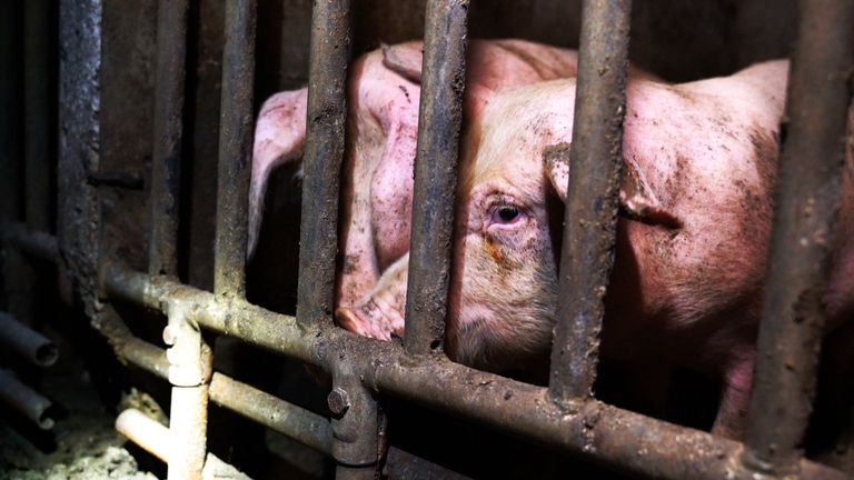I maiali sono molto spesso impossibilitati anche solo a raggiungere cibo e acqua